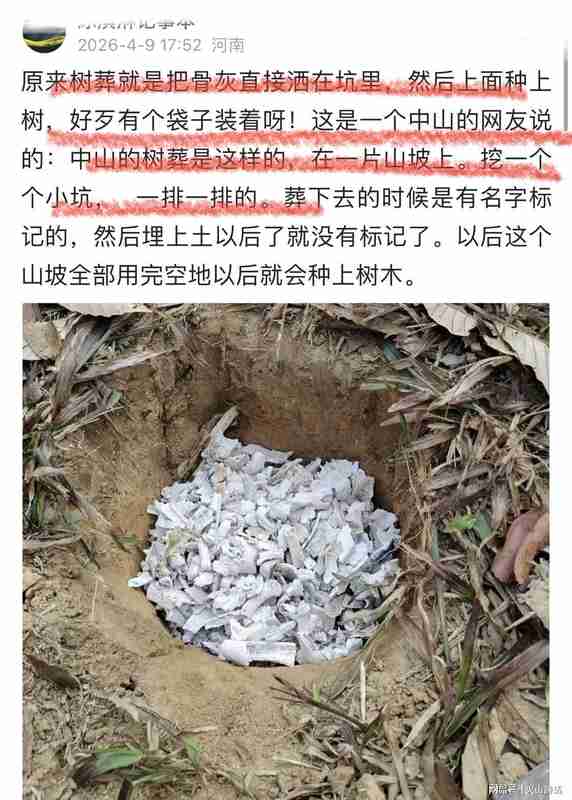 当生命化作一片绿荫：一位女儿讲述母亲选择树葬的心路历程